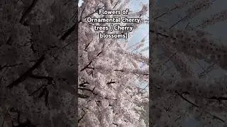 Cherry Blossoms in Seattle #ytshorts  #shorts #cherryblossoms
