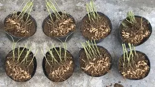 How to grow peanuts without a garden at home