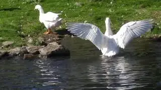 Geese Bathing and Grooming Themselves.