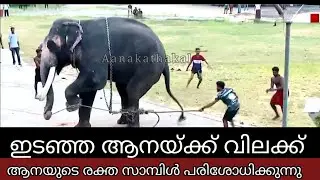ഇടഞ്ഞ ആനയ്ക്കു പണി കിട്ടി, ആനയെ പുറത്തിറങ്ങാൻ പറ്റില്ല | Elephant attack kerala 2025
