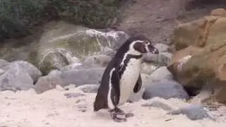 Scientists Use 'Penguin Runway' To Study Why Penguins Waddle