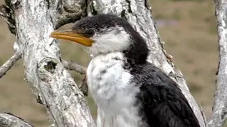 Little Pied Cormorant (Microcarbo melanoleucos)