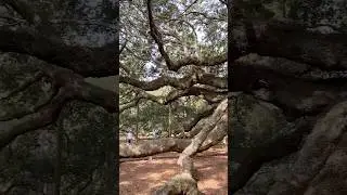 Angel Oak Tree, John&rsquo;s Island, South Carolina.. Near Charleston.. The tree is 400-500 years old