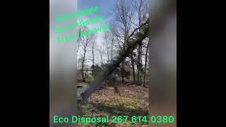 Tree removal Bucks County