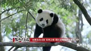 Join us for the Panda Adventure as we step into the Giant Panda National Park.