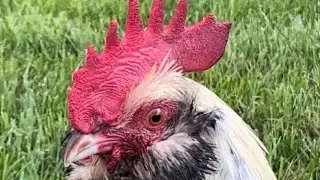 Chicken Combs&hellip;What Are They For?!?!
