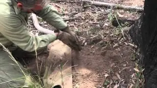 Wild dog management - covering the trap