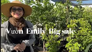 Vườn Emily Santa Ana sale nhiều cây ăn trái  nho thân gỗ.Xoai.Ôi v..v có ship cay đi khắp tiểu bang.