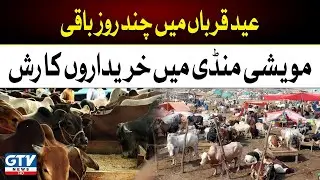 Live Maweshi Mandi | Karachi Maweshi Mandi | Cow Price | Breaking News | GTV News