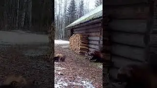 🐾🔥 Fearless Cat vs Wolverine #Cat #Wolverine