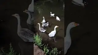 A Noite passei um pouquinho pelo Parque Municipal dos Lagos L&ecirc;da Campos Borges em Frutal-MG
