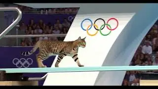 cat olympic video ! #shorts  #shortvideo  #youtubeshorts  #cat  #cats  #catsounds #olympics