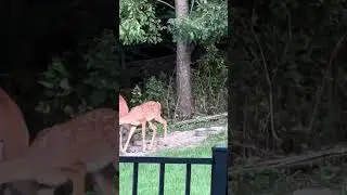 Watching deer while watching tv outdoors.