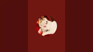 Beautiful Italian cats🇮🇹 is live!