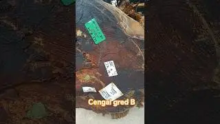 persediaan balak cengal gred B untuk proses  perabut #caterpiller #cengal