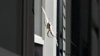 #music #spider #natural  #naturalovers