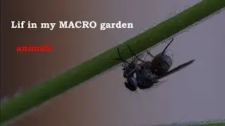 Life in my MACRO Garden 