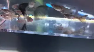 Guppy Breeding For Beginners ( Start Up Costs) quick water change and chit chat NYE fish breeding 
