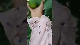Mosami ##mosami #lime #mosami #mausami #lemon #sourfruits #fruit #fruitcarving #fruitcutting #fruits