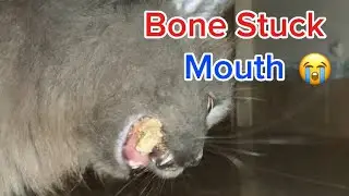 Bone stuck in my cat mouth 😨