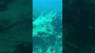 D&iacute;a de buceo 🤿