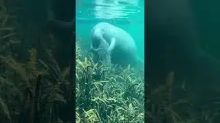 Baby Manatee and Mama giving sweet hugs to each other on the River today