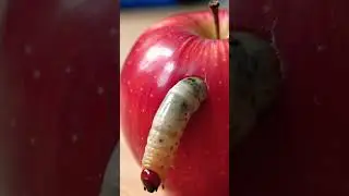 Don&rsquo;t eat apples #insects #nature #animals #frog #caterpillar #worm #inchworm #bugs #green