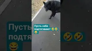 😀😀Ну а что )#топ #рек #shorts #youtubeshorts #одесса #funny #kids #cute #собака #dog