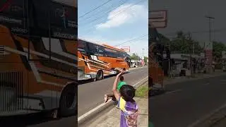 bus sjm trans julukan batosay#busbasuri#buspariwisata#busmania#subscribe
