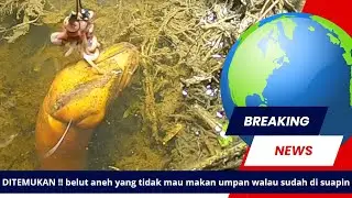 AGAK LAIN teknik MANCING BELUT INI || mancing belut malam hari, ngurek belut di pinggir parit