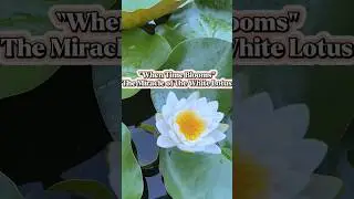 #shorts   When Time Blooms: The Miracle of the White Lotus #shorts