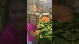 Pumpkin weighoff in T -40 days for Barbie