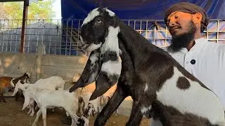 Imdad Bhai Maaju Kim Gujarat | Har Nasal Ke Bakre Saste Main Available. 