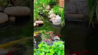 😂😸GUARDIAN OF THE KOI😸😂#shorts #viralshorts