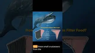 Blue Whales:  Krill Feeding Giants
