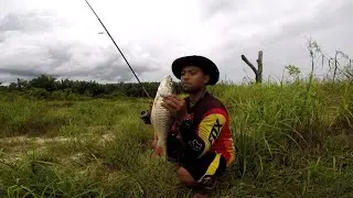 Serangan Babon Hampala Bikin Deg Deg An