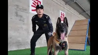 Paw-some mission: Inside Beijing's police dog training base