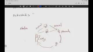 Metagenesis, metamorphosis, metamerism, metastasis difference