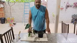 Replantando 