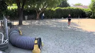 NADAC VT Neutrino - Wicket&rsquo;s Novice Jumpers Rd 1