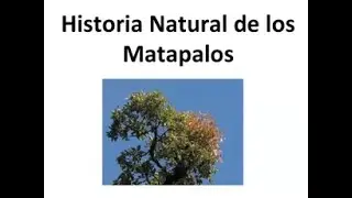 Historia Natural de los Matapalos