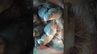 Bird Box Camera Group Of Birds #birdboxcameras #nestboxcamera