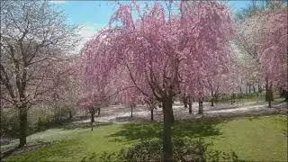 Essex County Branch Brook Park Cherry Blossom Flyover 2021