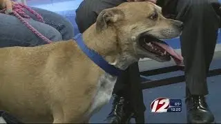Adopt an animal from the Providence Animal Rescue League
