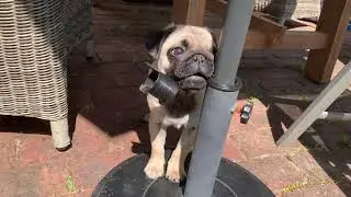 Dat Dog 🐶 3 Dat Dog 🐶 loves biting!
