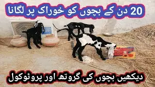 (100)Feed plan for Goats kids of age 3 weeks/Bakriyon k bachon ko khoorak p lagana 