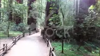 SkyStock.tv - Redwoods State Park #1 - Scotts Valley, Ca