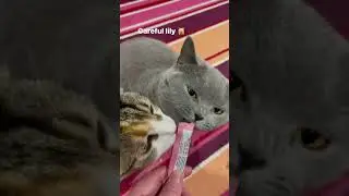 Tube Cats.Cute Cat Eating Like Chocklate