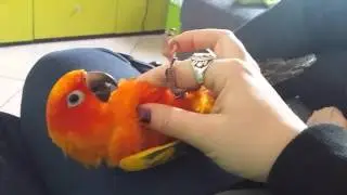 Conuro del sole. Olmo gioca con la mami