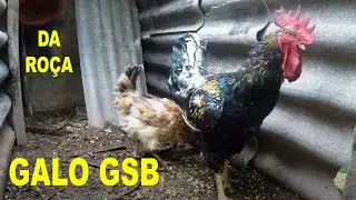 GALO GSB NO SÍTIO MELIPONÁRIO BONIFÁCIO
